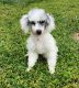 Poodle Puppies for sale in York, SC 29745, USA. price: $650