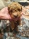 Poodle Puppies for sale in 822 Woodlawn Ave, Cincinnati, OH 45205, USA. price: $650