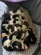 Poodle Puppies for sale in Williamsburg, OH 45176, USA. price: NA