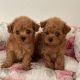 Poodle Puppies for sale in Los Angeles, CA, USA. price: NA