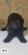 Poodle Puppies for sale in Florida Center, Orlando, FL, USA. price: NA