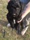 Poodle Puppies for sale in Wellsville, NY 14895, USA. price: NA