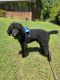 Poodle Puppies for sale in Riverdale, GA 30296, USA. price: NA