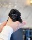 Poodle Puppies for sale in Texas Hill Country, TX, USA. price: $760