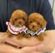 Poodle Puppies for sale in Texas Hill Country, TX, USA. price: NA