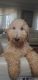 Poodle Puppies for sale in Orlando, FL 32808, USA. price: NA