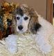 Poodle Puppies for sale in Winnsboro, TX 75494, USA. price: NA