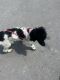 Poodle Puppies for sale in Homestead, FL, USA. price: NA
