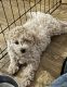 Poodle Puppies for sale in Terre Hill, PA 17519, USA. price: $250