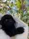 Poodle Puppies for sale in 900 Mangrove Ave, Chico, CA 95926, USA. price: $1,500