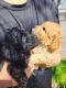 Poodle Puppies for sale in 900 Mangrove Ave, Chico, CA 95926, USA. price: $2,500