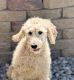 Poodle Puppies for sale in Dundee, OH 44624, USA. price: $500