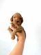 Poodle Puppies for sale in Lantana, FL, USA. price: NA