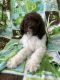 Poodle Puppies for sale in Daytona Beach, FL, USA. price: $950