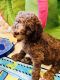 Poodle Puppies for sale in Miami, FL, USA. price: $1,000