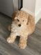 Poodle Puppies for sale in Zachary, LA 70791, USA. price: NA