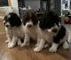 Poodle Puppies for sale in Casper, WY, USA. price: $900
