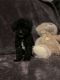 Poodle Puppies for sale in Bayonne, NJ, USA. price: NA