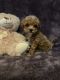 Poodle Puppies for sale in Bayonne, NJ, USA. price: NA