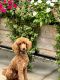 Poodle Puppies for sale in Tampa, FL, USA. price: $1,000