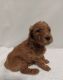 Poodle Puppies for sale in Glendale, AZ 85306, USA. price: NA