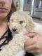 Poodle Puppies for sale in Charlotte Hwy, Charlotte, NC, USA. price: NA