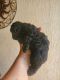 Poodle Puppies for sale in Kissimmee, FL, USA. price: $1,500