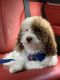 Poodle Puppies for sale in 5803 Woodmere Dr, Hinsdale, IL 60521, USA. price: NA
