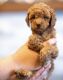 Poodle Puppies for sale in North Highlands, CA, USA. price: $2,000