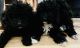 Poodle Puppies for sale in Suisun City, CA 94585, USA. price: $1,200