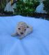 Poodle Puppies for sale in Grabill, IN 46741, USA. price: NA