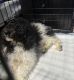 Poodle Puppies for sale in Decatur, GA 30030, USA. price: $650