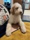 Poodle Puppies for sale in 14517 Orange Grove Ave, Hacienda Heights, CA 91745, USA. price: NA