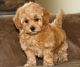 Poodle Puppies for sale in Dallas, TX, USA. price: $400