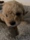 Poodle Puppies for sale in Texarkana, TX, USA. price: $700
