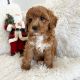 Poodle Puppies for sale in New York, NY, USA. price: $350