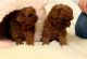 Poodle Puppies for sale in Orlando, FL, USA. price: $700