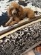 Poodle Puppies for sale in Crestview, FL, USA. price: $900