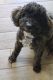 Poodle Puppies for sale in Chandler, AZ 85226, USA. price: $550
