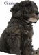 Poodle Puppies for sale in Winnsboro, TX 75494, USA. price: NA