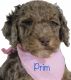 Poodle Puppies for sale in Winnsboro, TX 75494, USA. price: $1,000