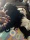 Poodle Puppies for sale in Fort Worth, TX 76104, USA. price: NA