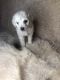Poodle Puppies for sale in Dallas, TX, USA. price: $700