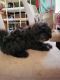 Poodle Puppies for sale in 1101 W 19th St, Odessa, TX 79763, USA. price: $800