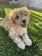 Poodle Puppies for sale in Las Vegas, NV, USA. price: $200
