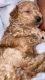 Poodle Puppies for sale in Miami, FL, USA. price: $3,500