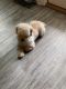 Poodle Puppies for sale in Zachary, LA 70791, USA. price: $1,000