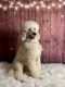 Poodle Puppies for sale in Grand Ridge, FL 32442, USA. price: NA