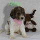 Poodle Puppies for sale in Winnsboro, TX 75494, USA. price: $600