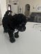 Poodle Puppies for sale in Palm Bay, FL, USA. price: NA